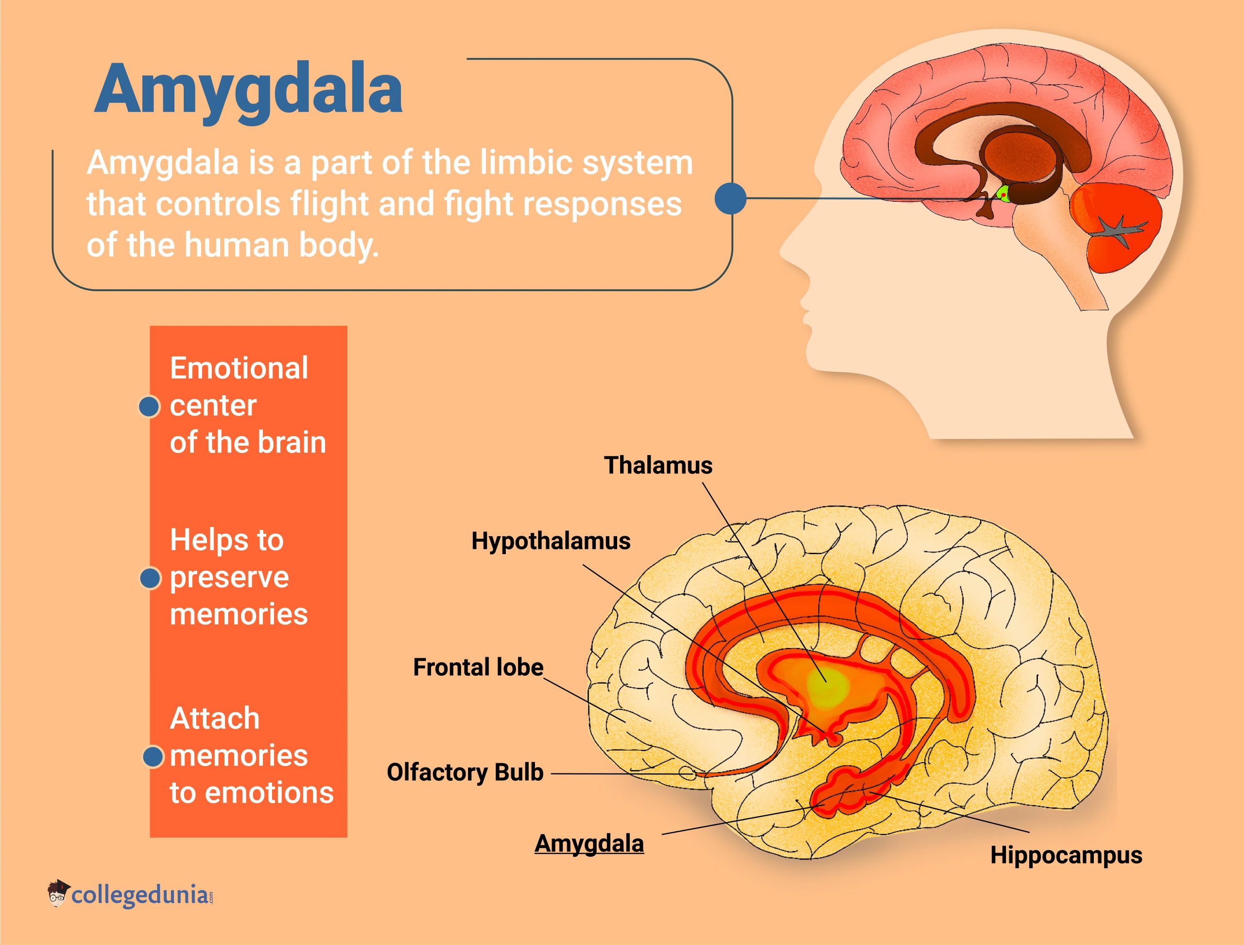 Amygdala